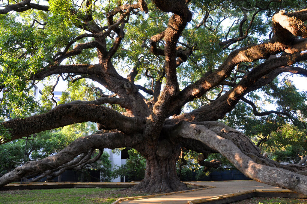 The massive canopy of Treaty Oak spreading over Jessie Ball duPont Park on Jacksonville's Southbank